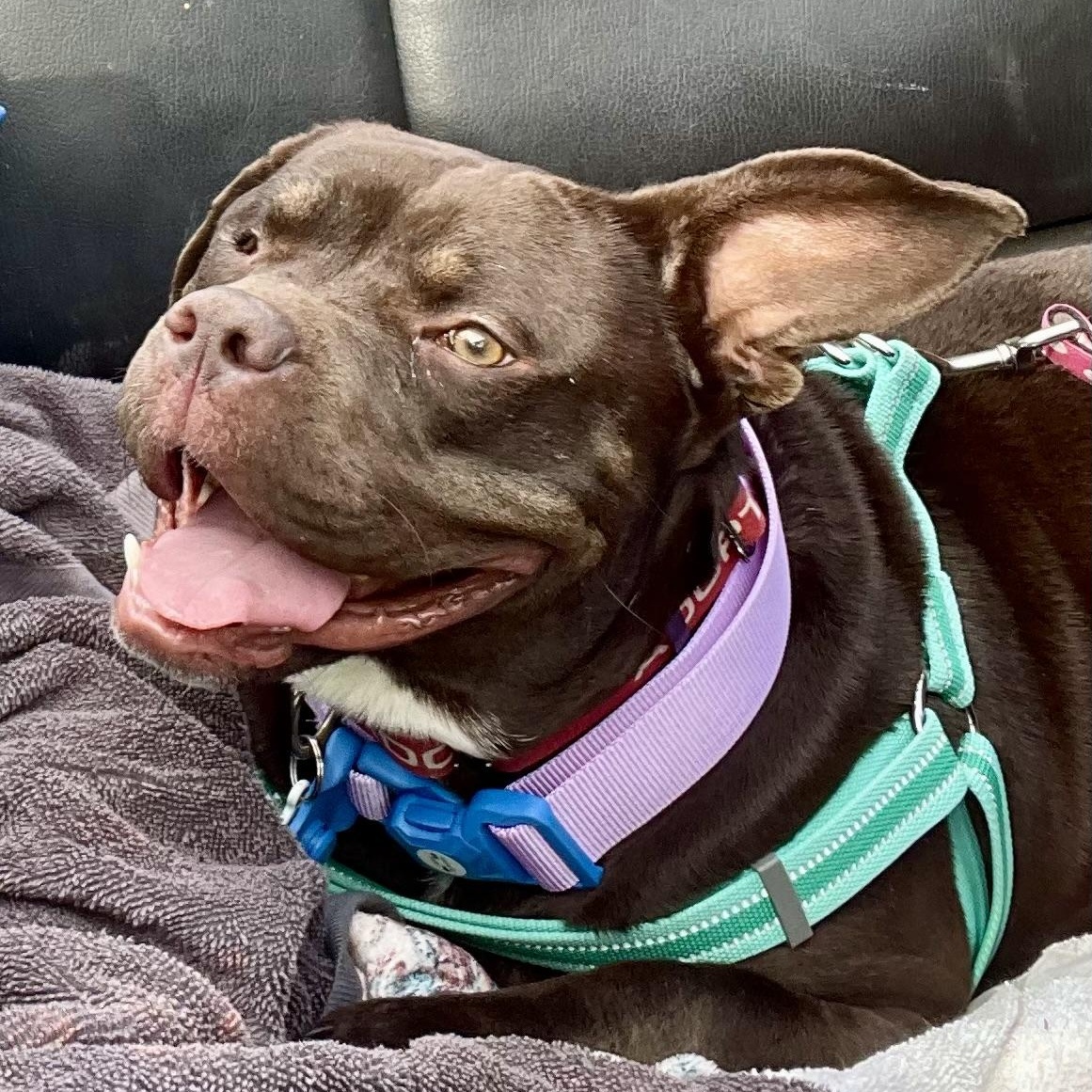 Enlarge Jess, a ADOPTABLE mixed breed in Washington, DC image 6/6