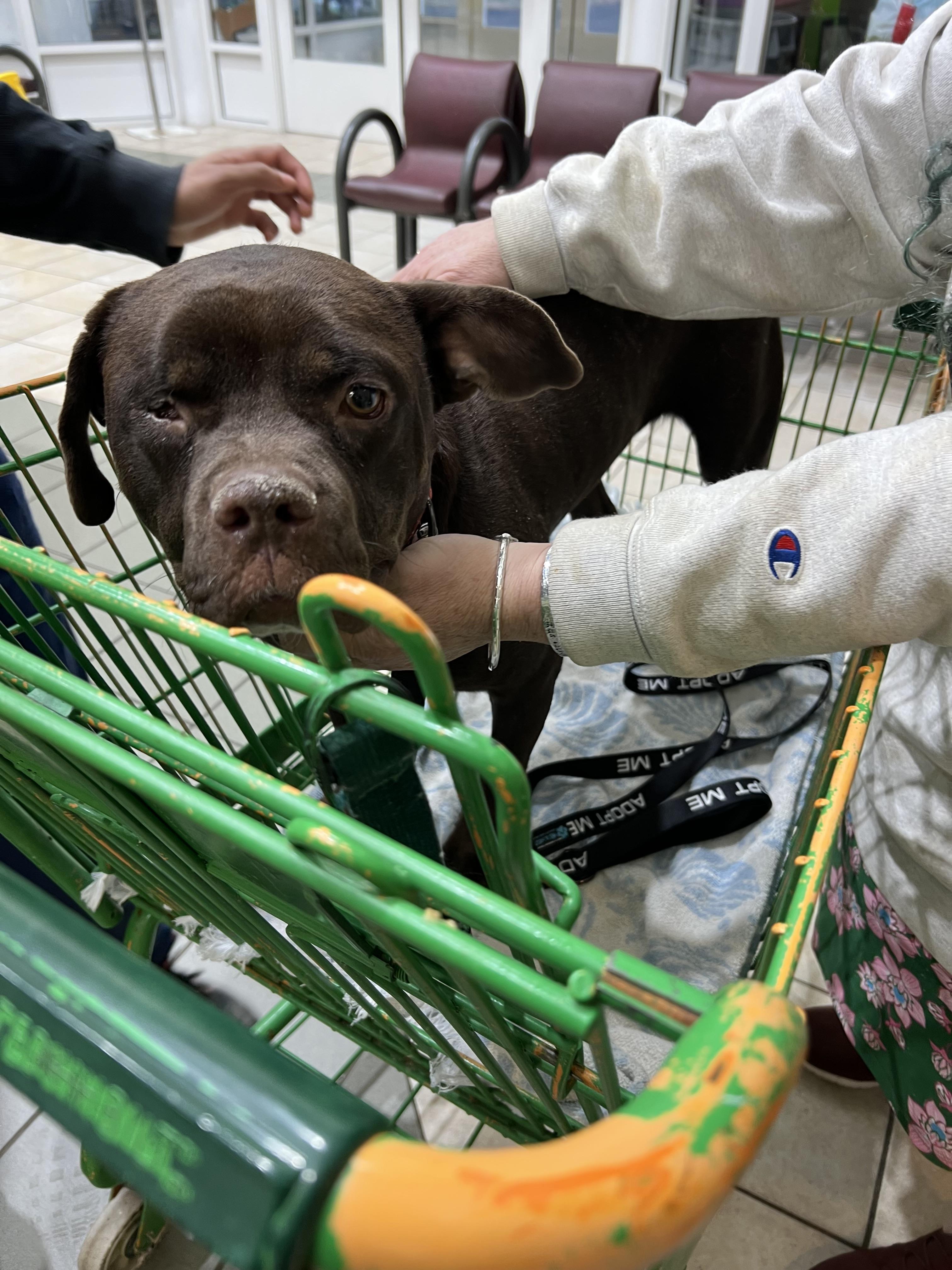 Jess, a ADOPTABLE mixed breed in Washington, DC image 3/6
