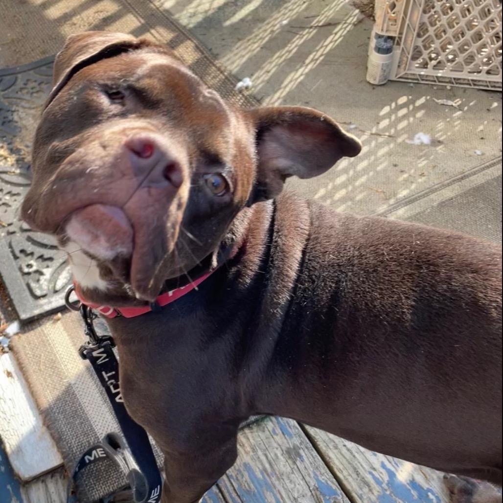 Enlarge Jess, a ADOPTABLE mixed breed in Washington, DC image 6/6