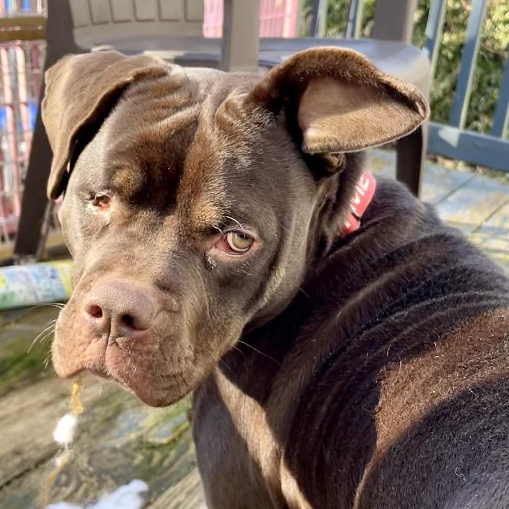 Jess, ADOPTABLE, Adult Female Chocolate Labrador Retriever & Pit Bull Terrier.