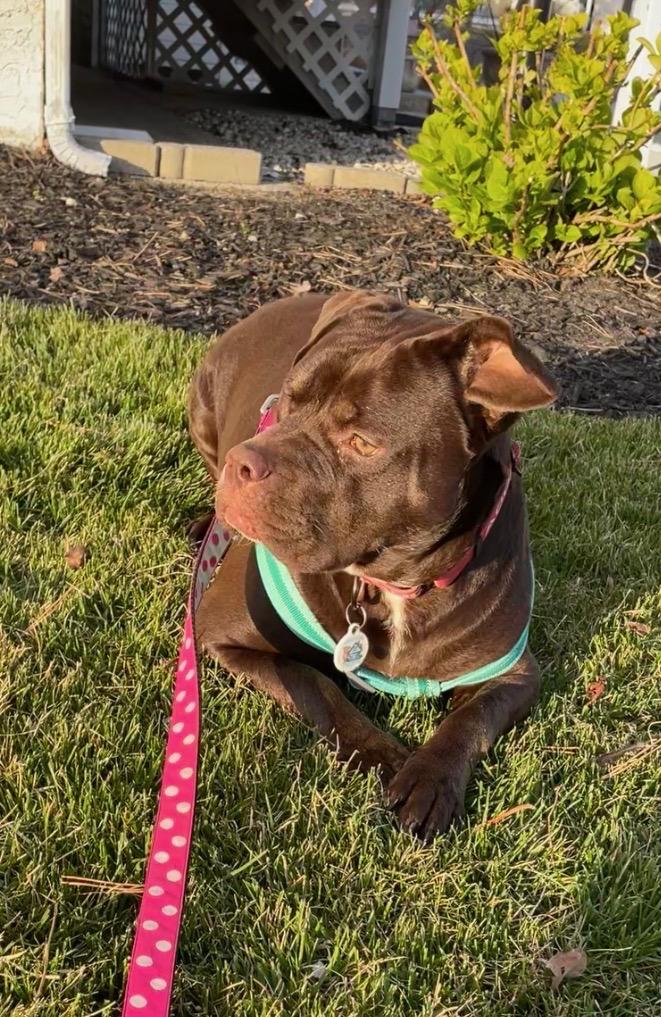 Enlarge Jess, a ADOPTABLE mixed breed in Washington, DC image 4/6