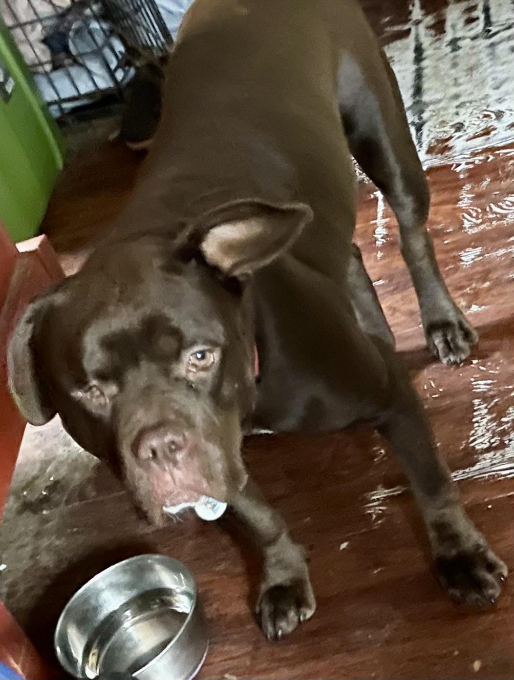 Jess, a ADOPTABLE mixed breed in Washington, DC image 6/6