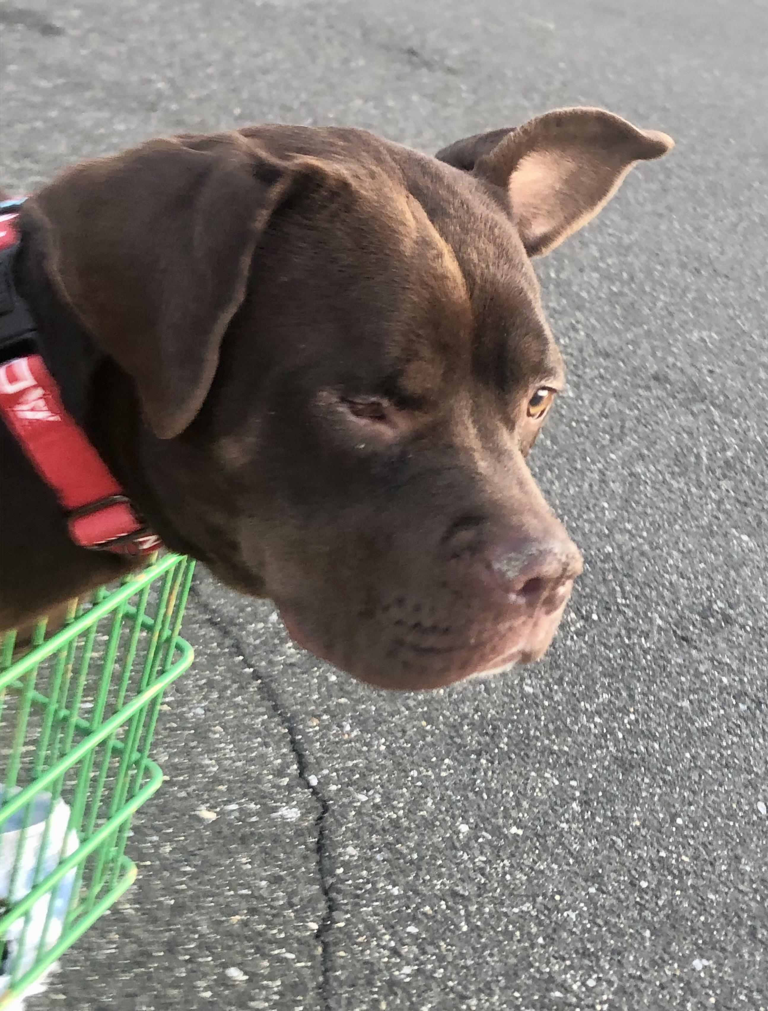 Jess, a ADOPTABLE mixed breed in Washington, DC image 4/6