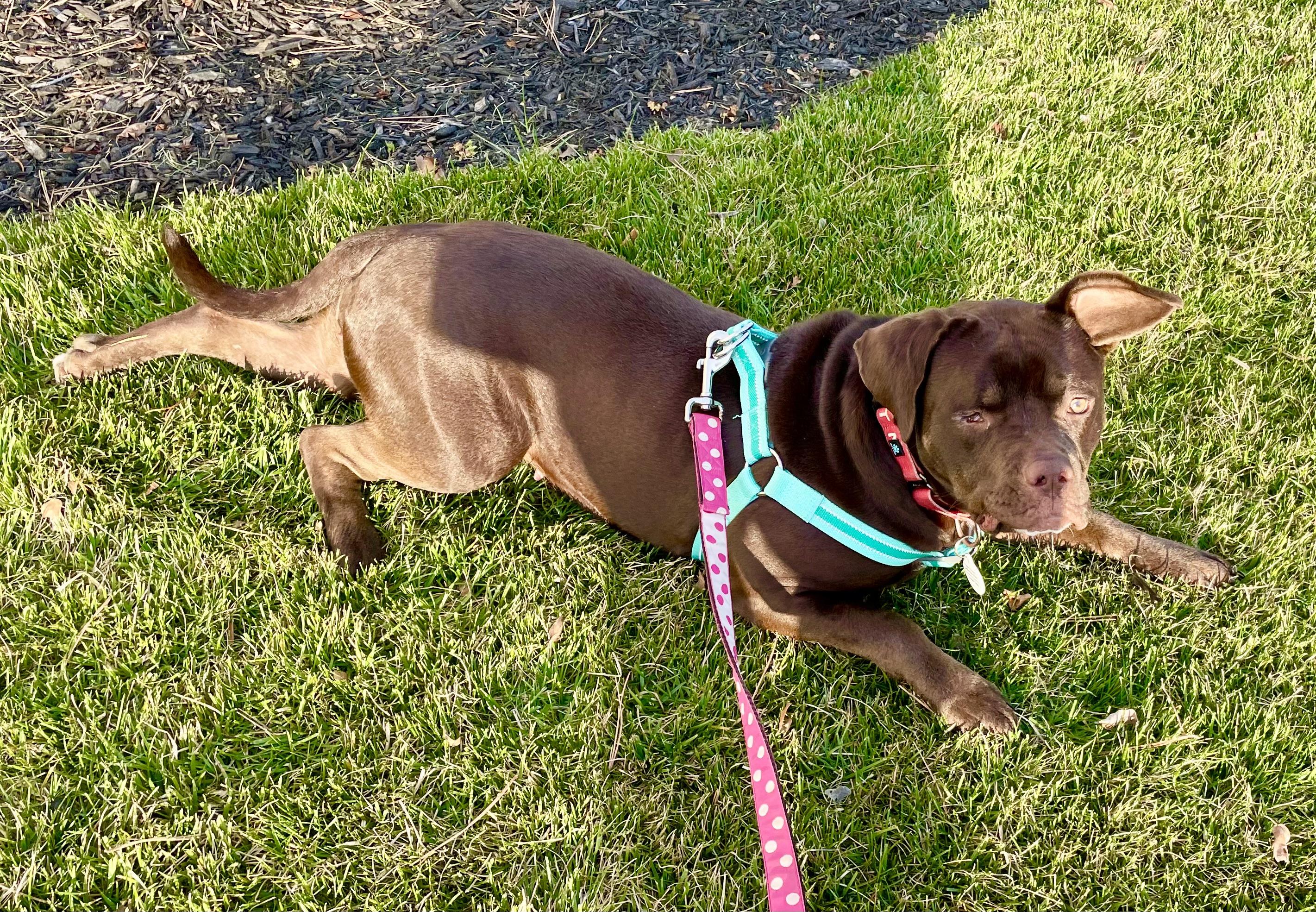 Enlarge Jess, a ADOPTABLE mixed breed in Washington, DC image 5/6