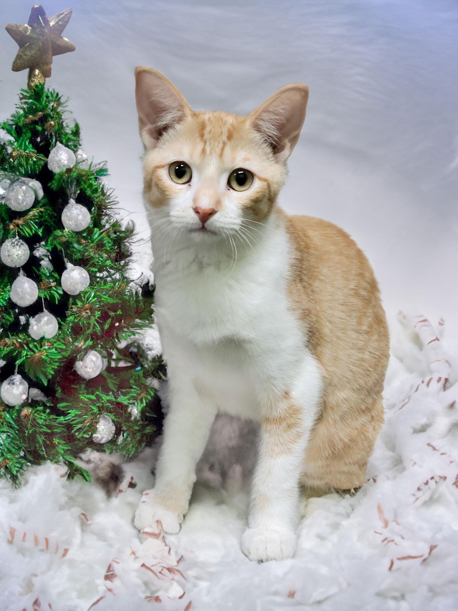 Lani, a Adoptable Domestic Short Hair in Chandler, AZ image 1/3