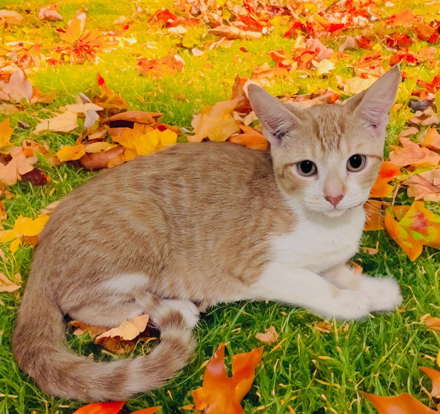 Lani, a Adoptable Domestic Short Hair in Chandler, AZ image 2/3