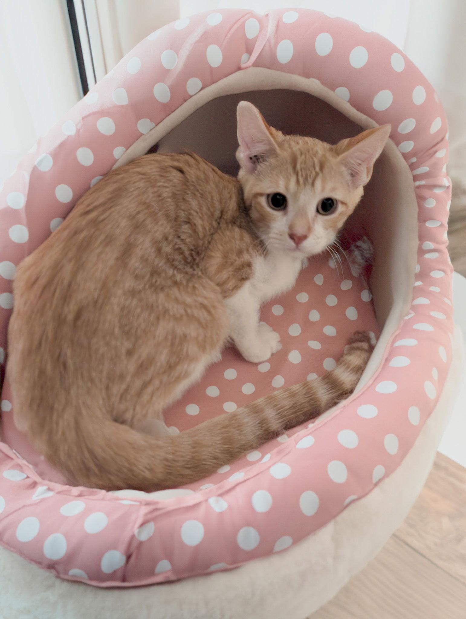 Lani, a Adoptable Domestic Short Hair in Chandler, AZ image 3/3