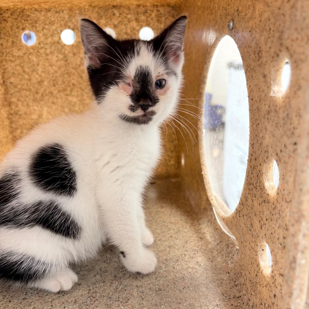 Enlarge Moo (Has one eye), a Adopted Domestic Short Hair in Ambler, PA image 2/3