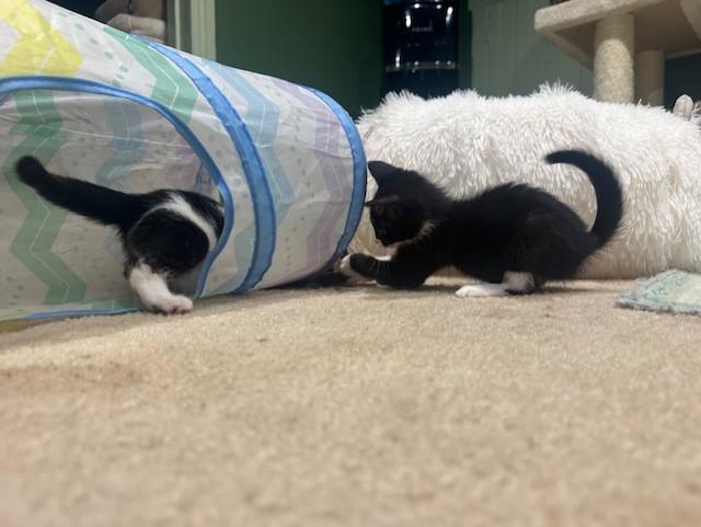 Enlarge Moo (Has one eye), a Adopted Domestic Short Hair in Ambler, PA image 3/3