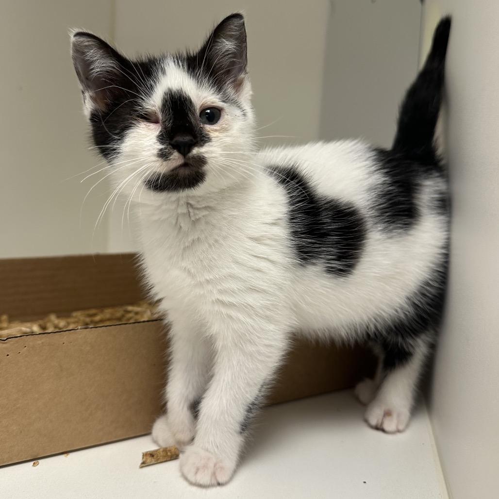 Moo (Has one eye), Adopted, Kitten Female Domestic Short Hair.