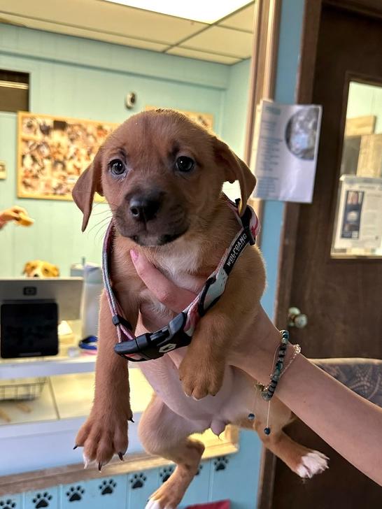 Pammy, a Adoptable mixed breed in Rapid City, SD image 1/2