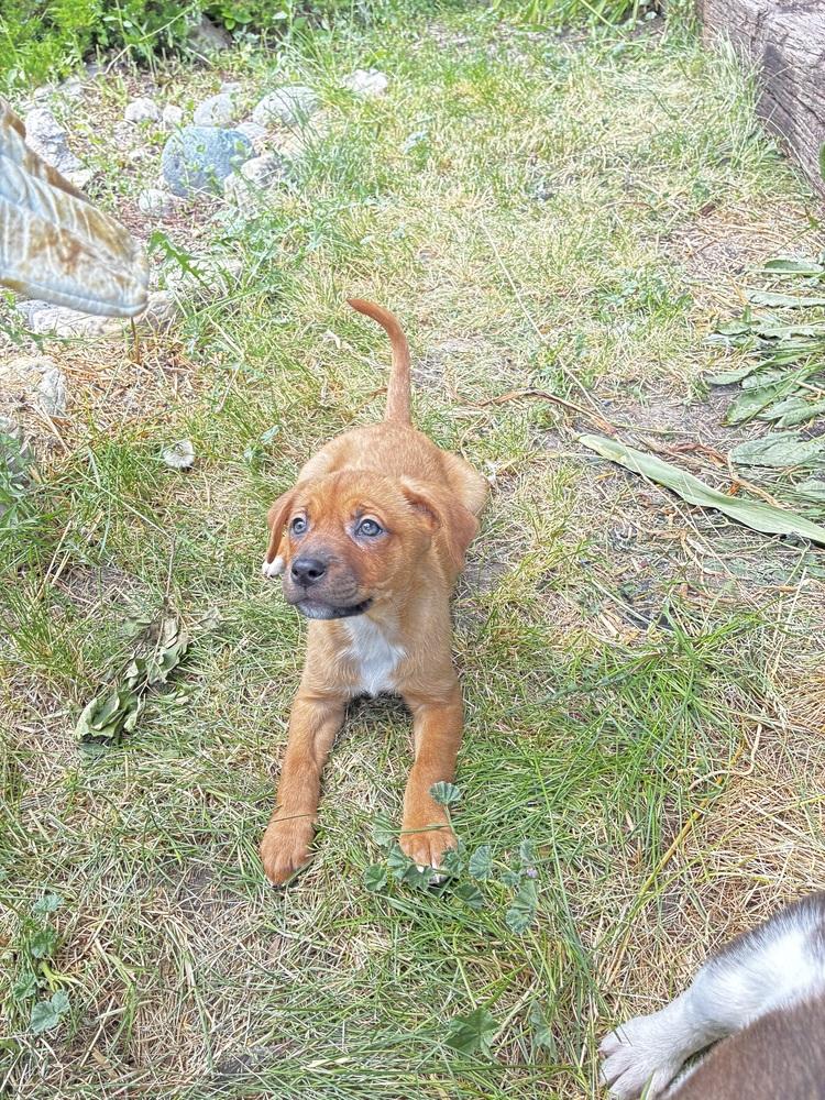Pammy, a Adoptable mixed breed in Rapid City, SD image 2/2