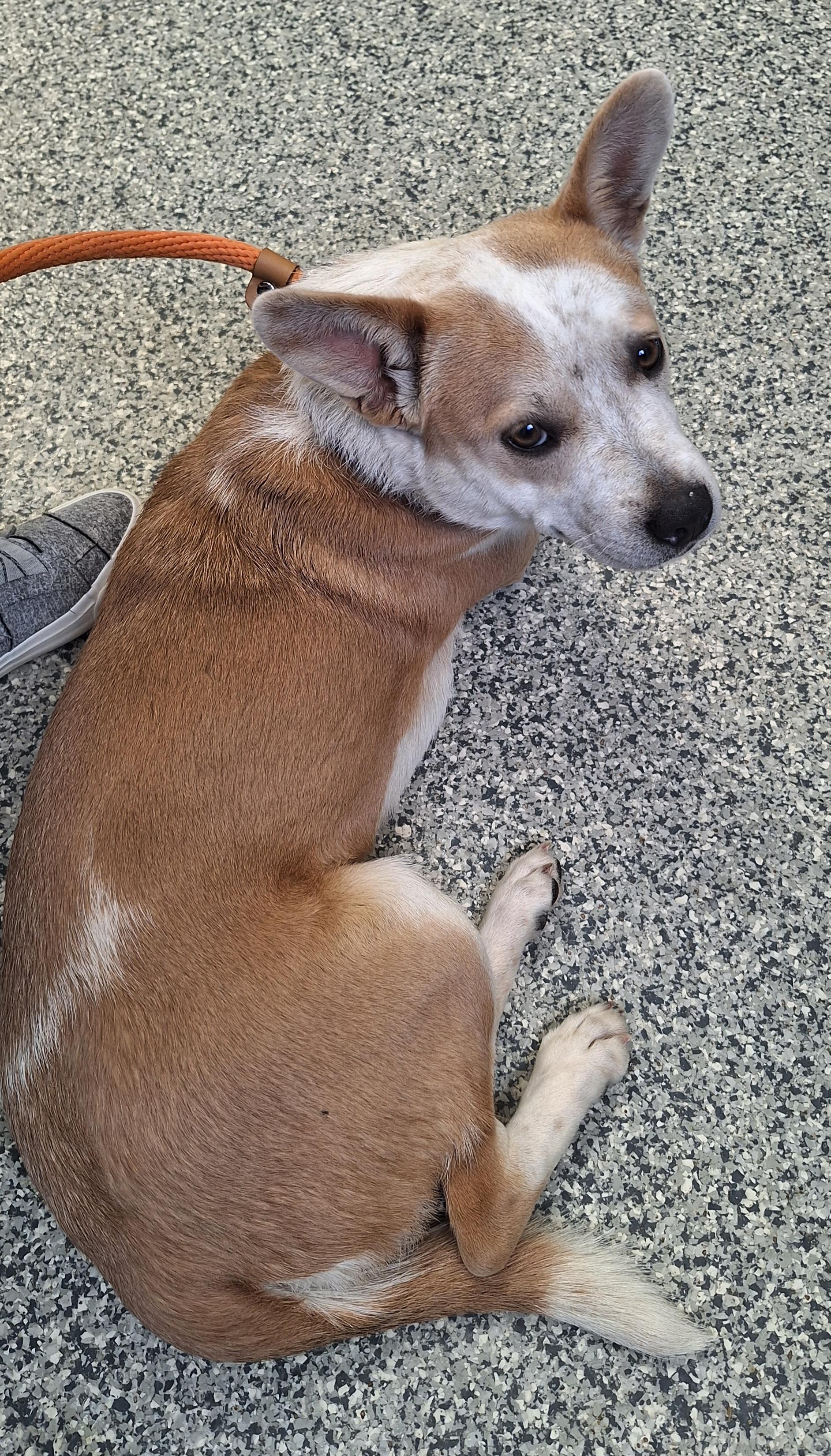 Enlarge Scarlett , a ADOPTABLE mixed breed in Stanton, KY image 1/6