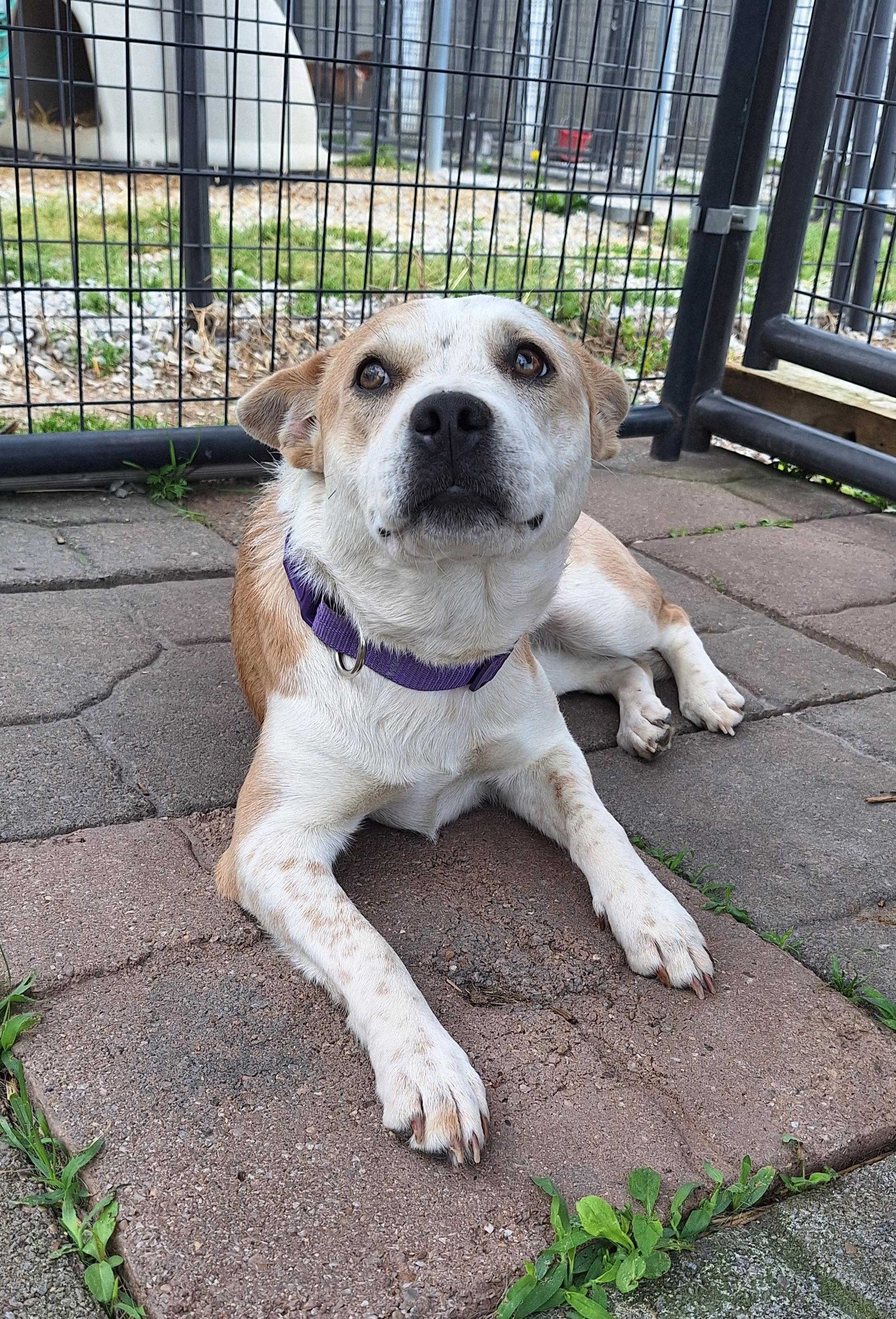 Enlarge Scarlett , a ADOPTABLE mixed breed in Stanton, KY image 3/6