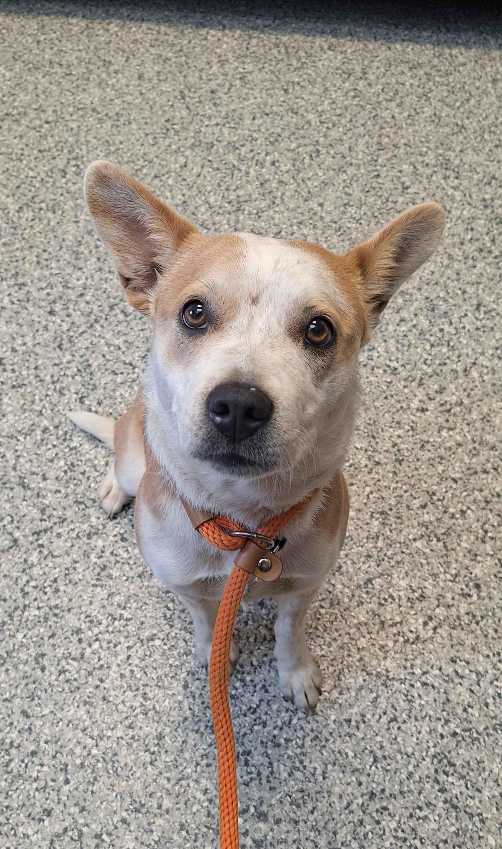 Enlarge Scarlett , a ADOPTABLE mixed breed in Stanton, KY image 5/6