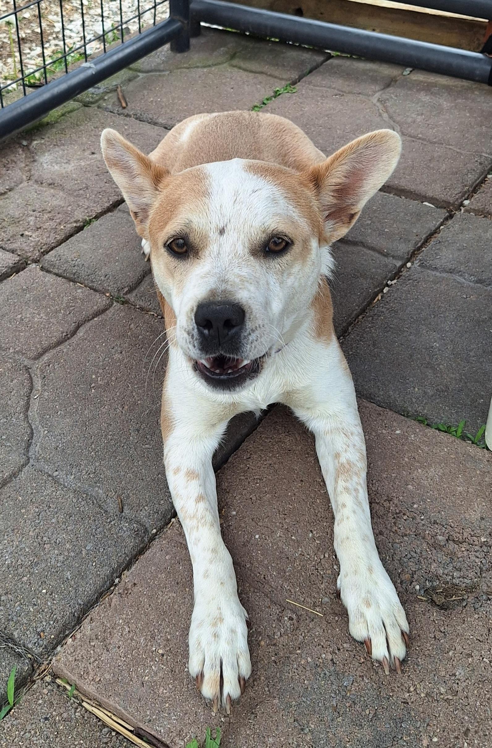 Enlarge Scarlett , a ADOPTABLE mixed breed in Stanton, KY image 4/6