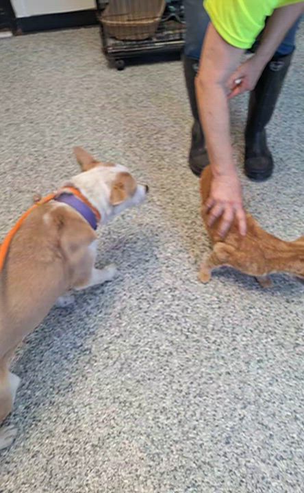 Enlarge Scarlett , a ADOPTABLE mixed breed in Stanton, KY video 6/6