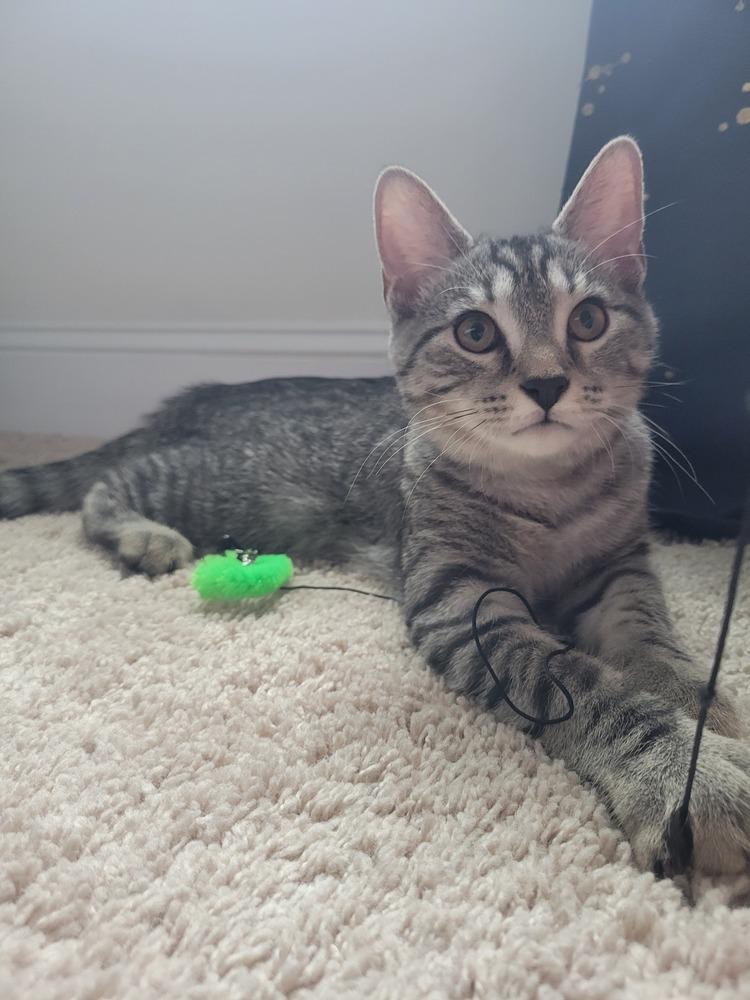 Whopper, Adoptable, Kitten Male Domestic Short Hair.