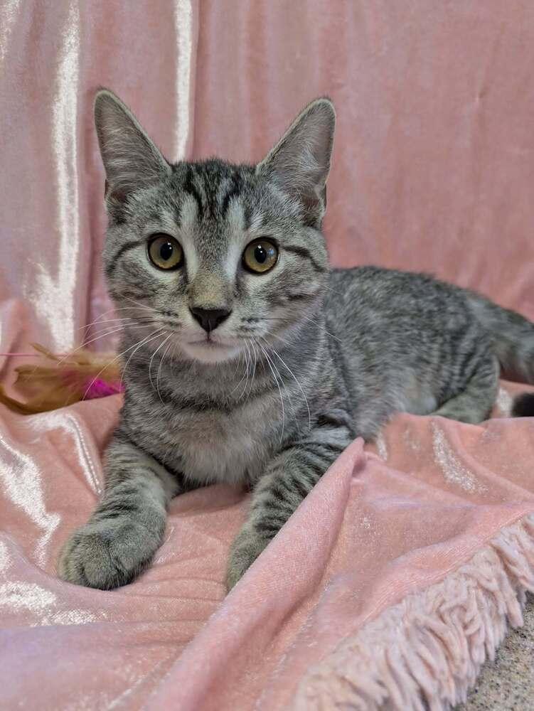 Enlarge Whopper, a Adoptable Domestic Short Hair in Raleigh, NC image 2/3