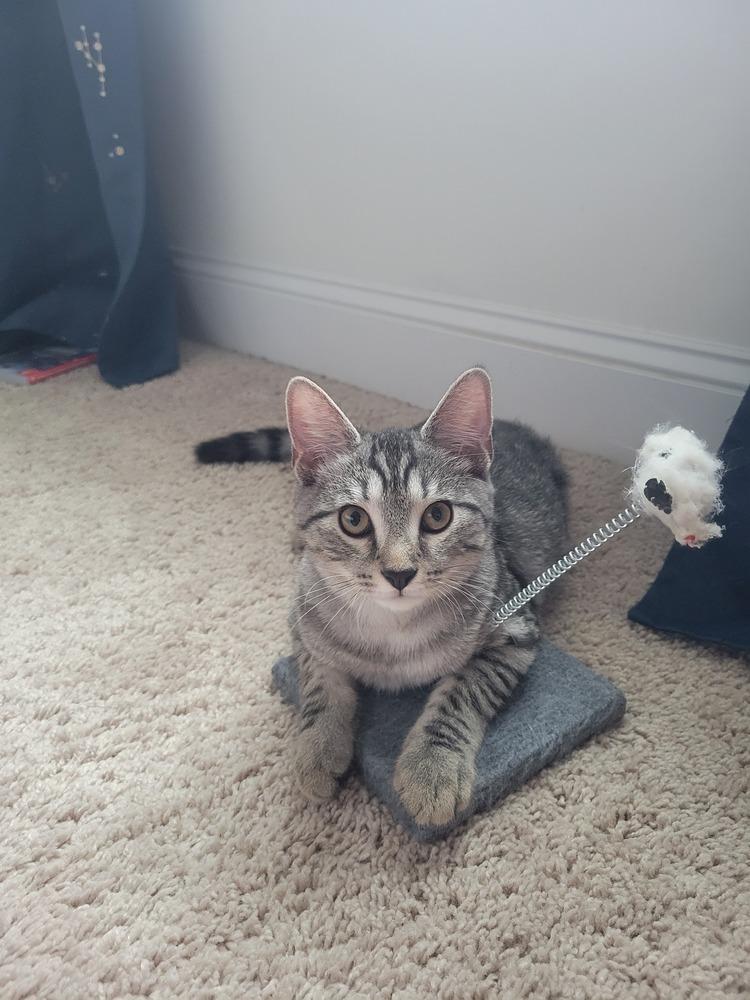 Enlarge Whopper, a Adoptable Domestic Short Hair in Raleigh, NC image 3/3
