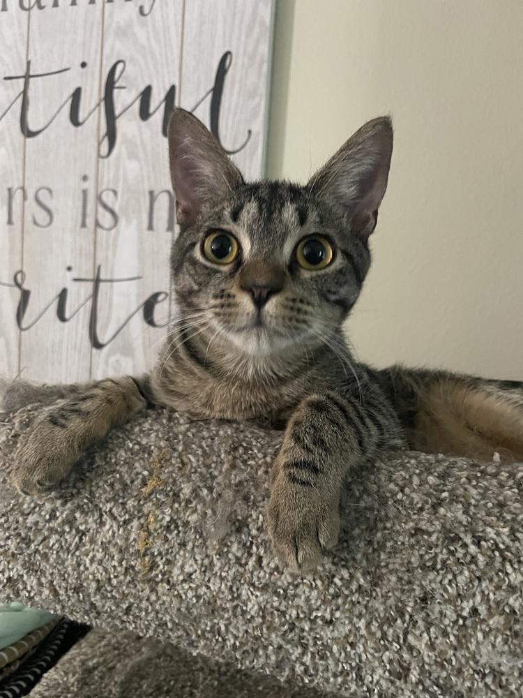 Terry, Adoptable, Kitten Male Domestic Short Hair.