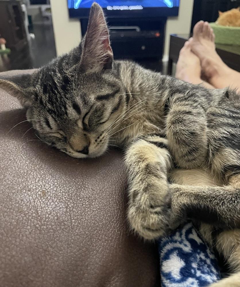 Enlarge Terry, a Adoptable Domestic Short Hair in Orlando, FL image 2/6