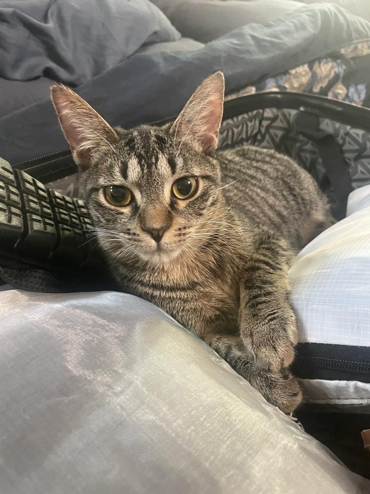 Enlarge Terry, a Adoptable Domestic Short Hair in Orlando, FL image 3/6