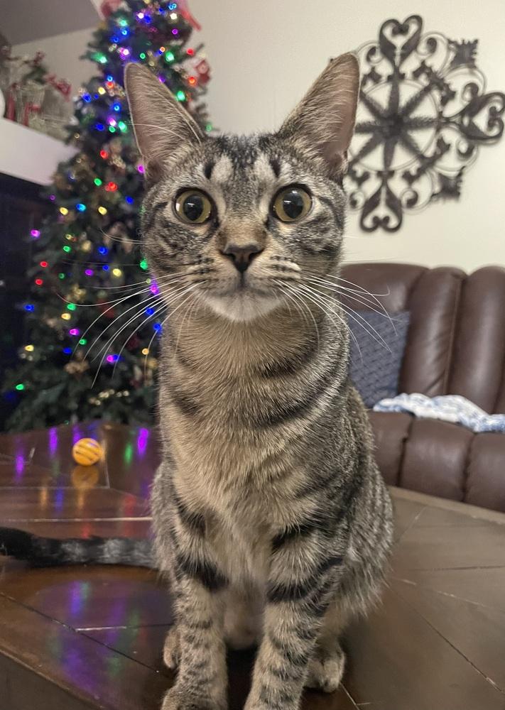 Enlarge Terry, a Adoptable Domestic Short Hair in Orlando, FL image 4/6