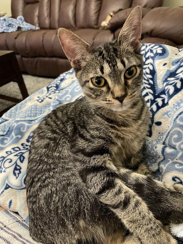 Enlarge Terry, a Adoptable Domestic Short Hair in Orlando, FL image 5/6