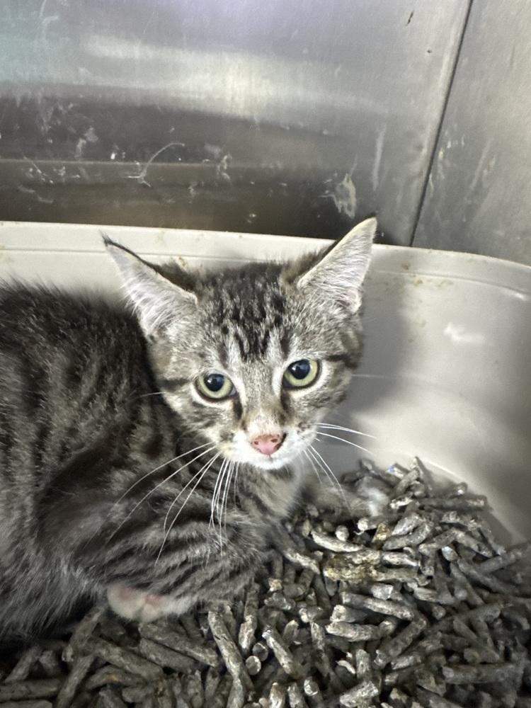 Enlarge Corinthia, a Adoptable mixed breed in Fort Walton Beach, FL image 1/1