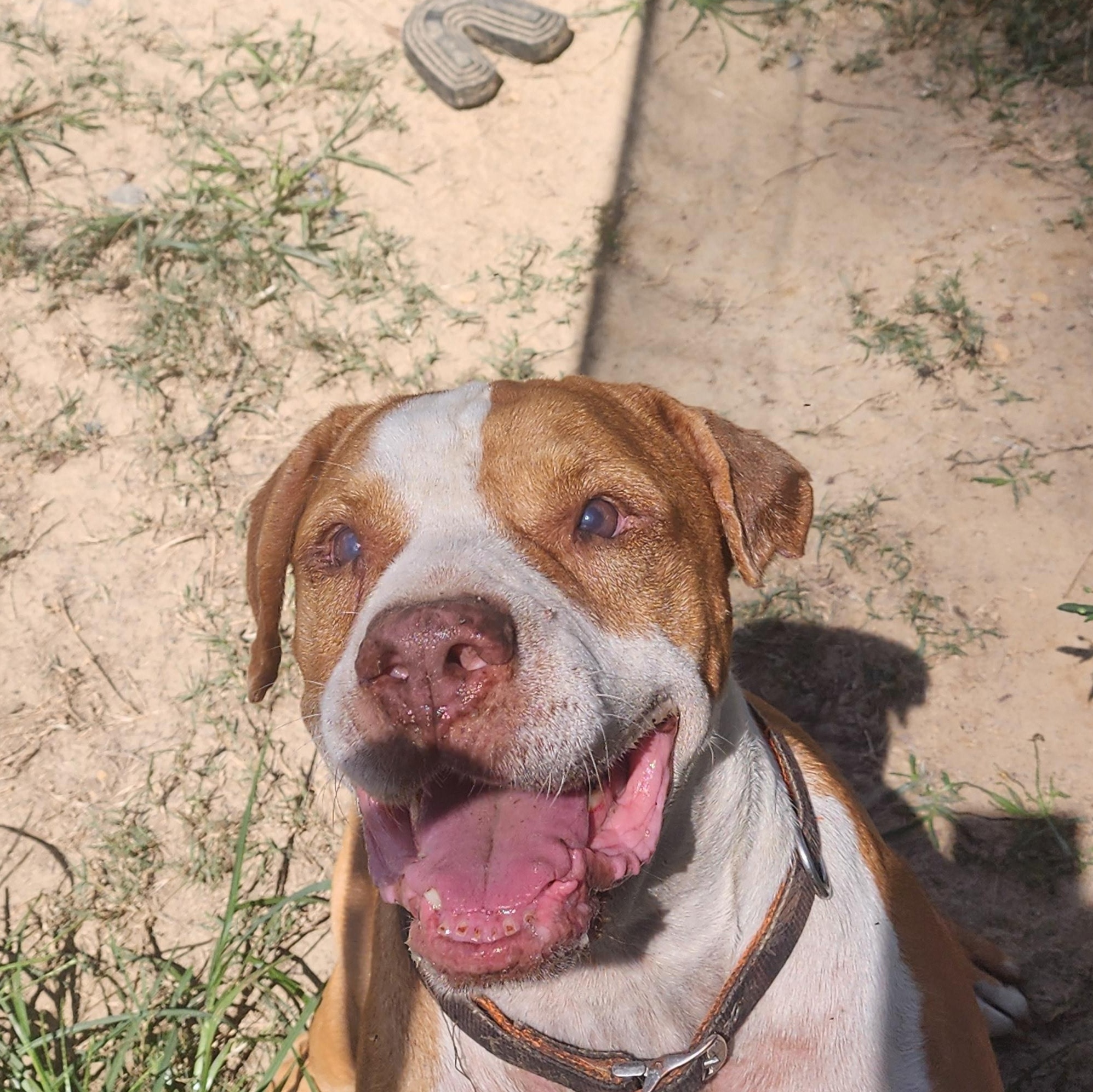 Enlarge Red, a Adoptable mixed breed in Benson, NC image 3/6