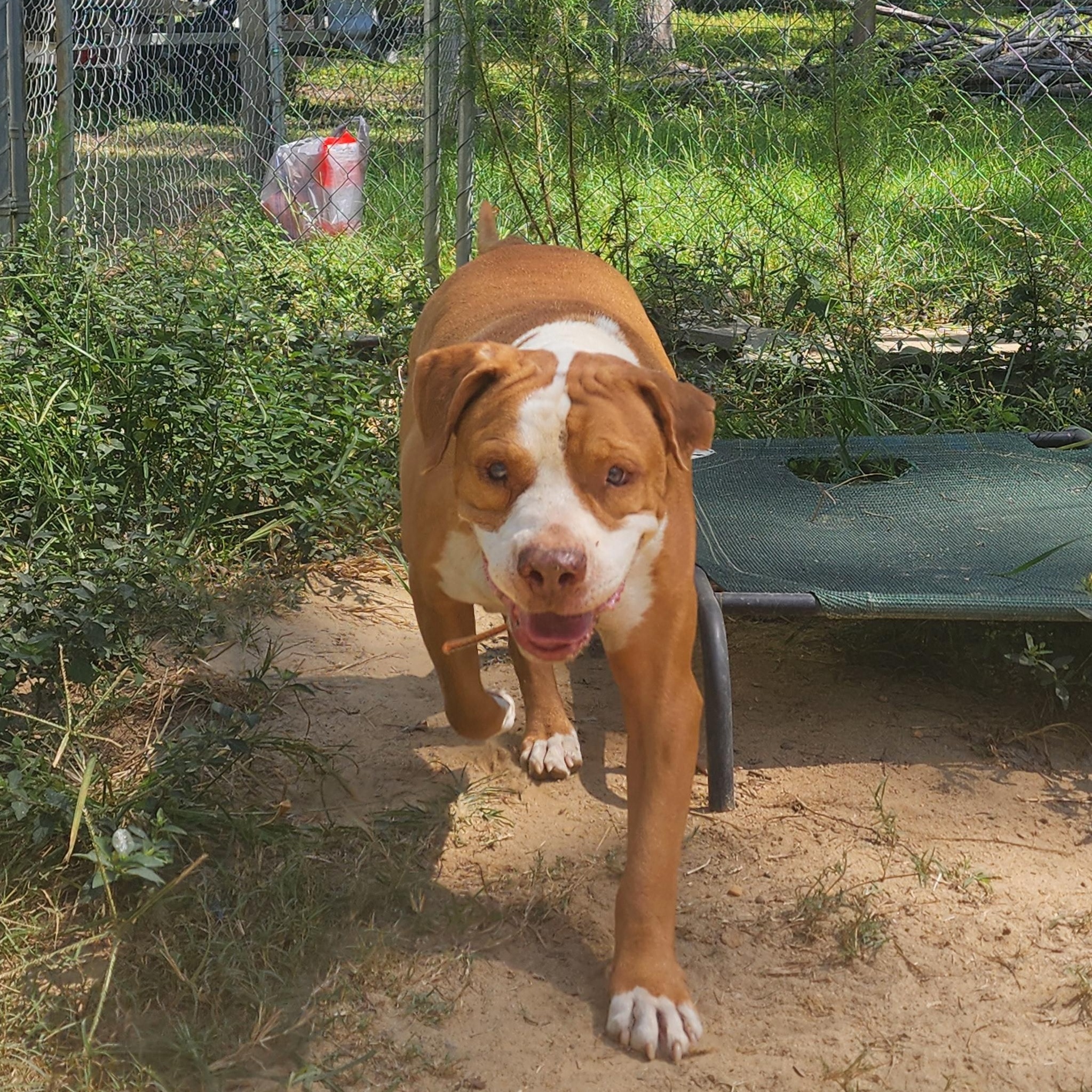 Enlarge Red, a Adoptable mixed breed in Benson, NC image 5/6