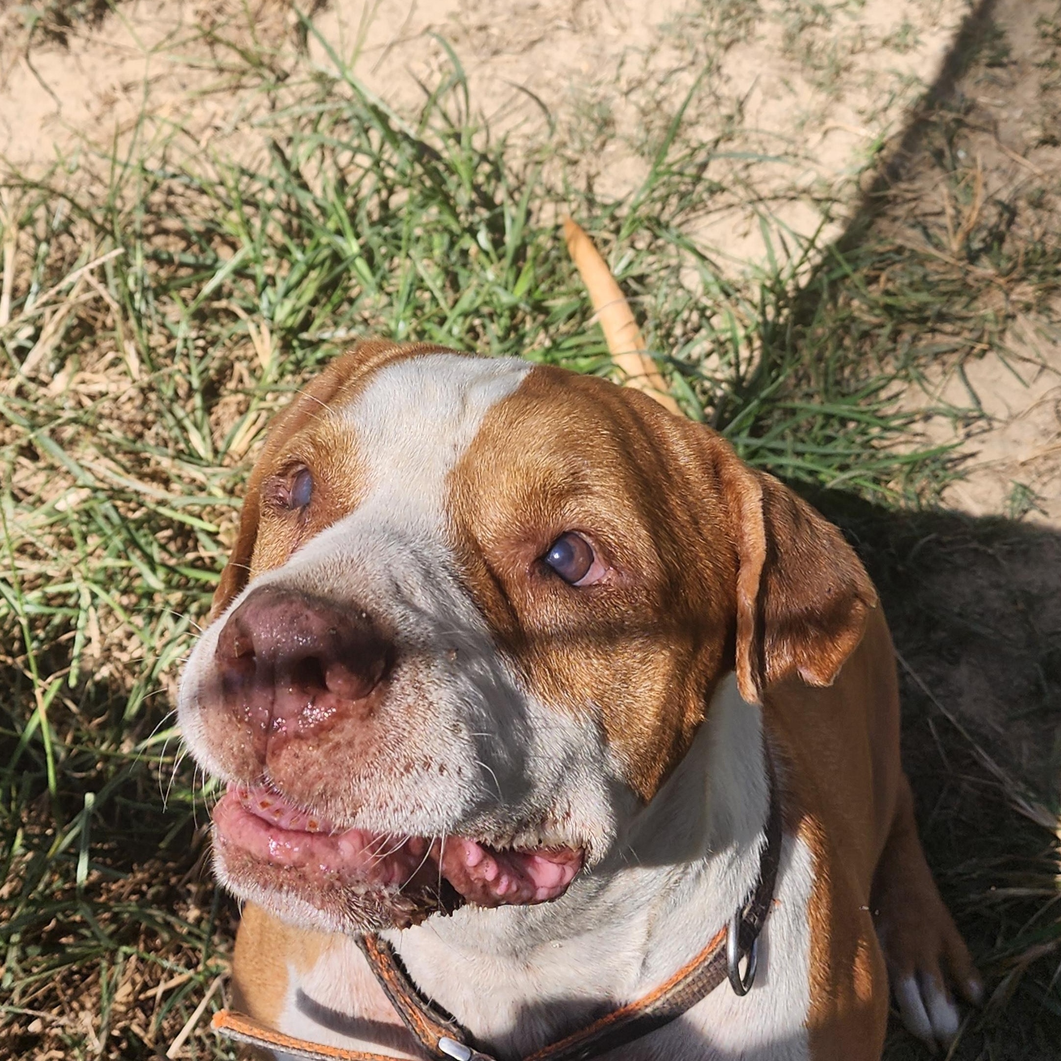 Enlarge Red, a Adoptable mixed breed in Benson, NC image 6/6