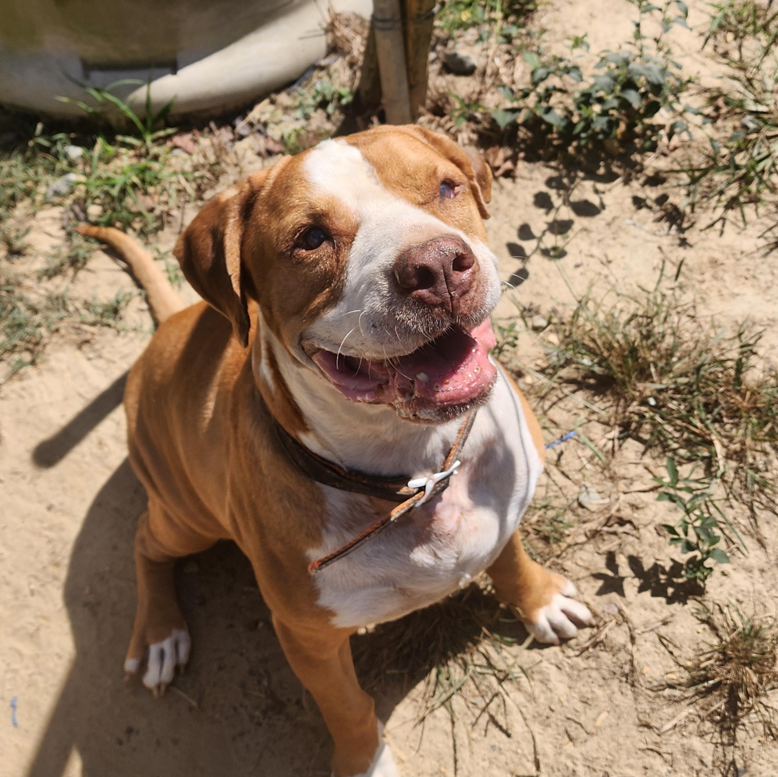Enlarge Red, a Adoptable mixed breed in Benson, NC image 1/6
