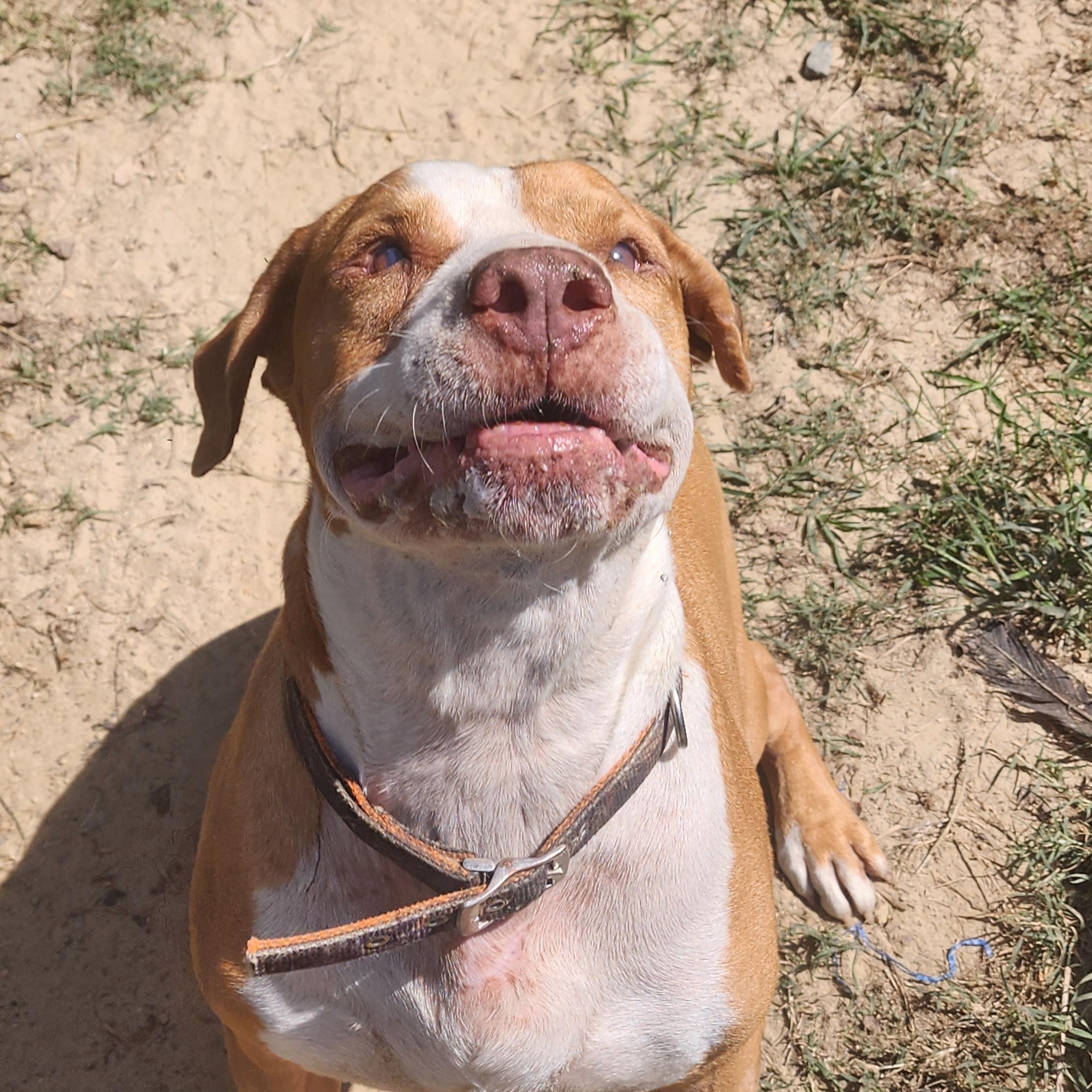 Enlarge Red, a Adoptable mixed breed in Benson, NC image 4/6