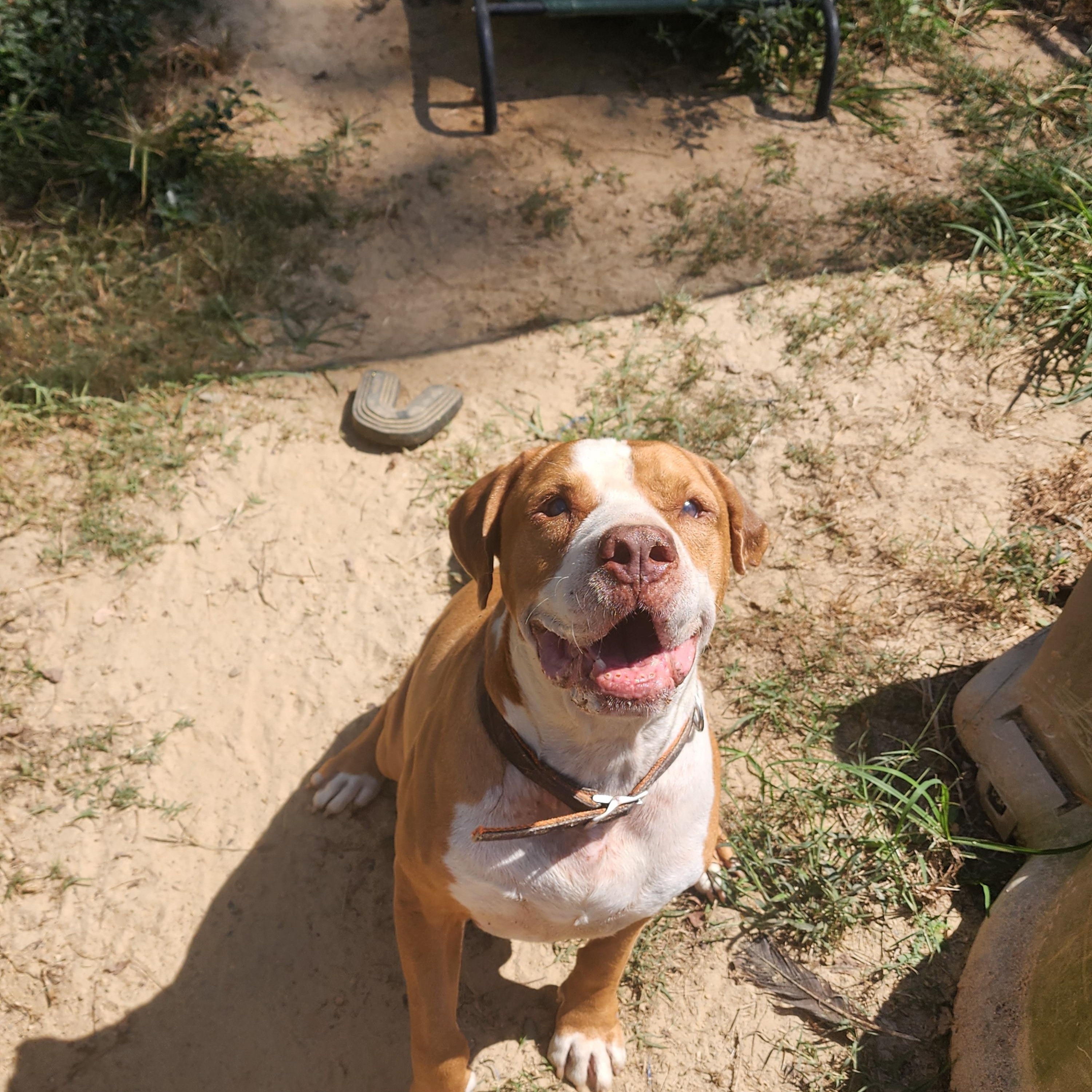Enlarge Red, a Adoptable mixed breed in Benson, NC image 2/6