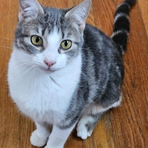 Enlarge Luka, a Adoptable Domestic Short Hair in Kenosha, WI image 1/3