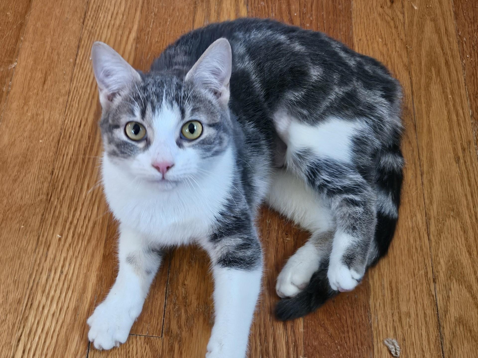 Enlarge Luka, a Adoptable Domestic Short Hair in Kenosha, WI image 2/3