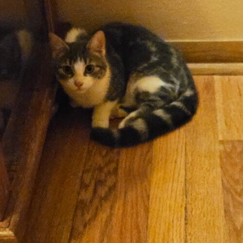 Enlarge Luka, a Adoptable Domestic Short Hair in Kenosha, WI image 3/3