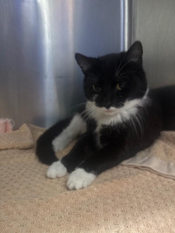 Enlarge Oregon, a Adoptable Domestic Short Hair in Burgaw, NC image 1/1