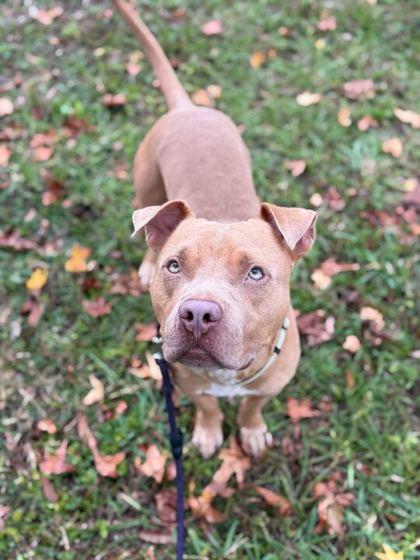 Humphrey - 2, a Adoptable Mixed Breed in Daytona Beach, FL image 1/2