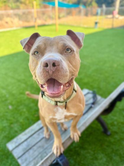 Humphrey - 2, a Adoptable Mixed Breed in Daytona Beach, FL image 2/2