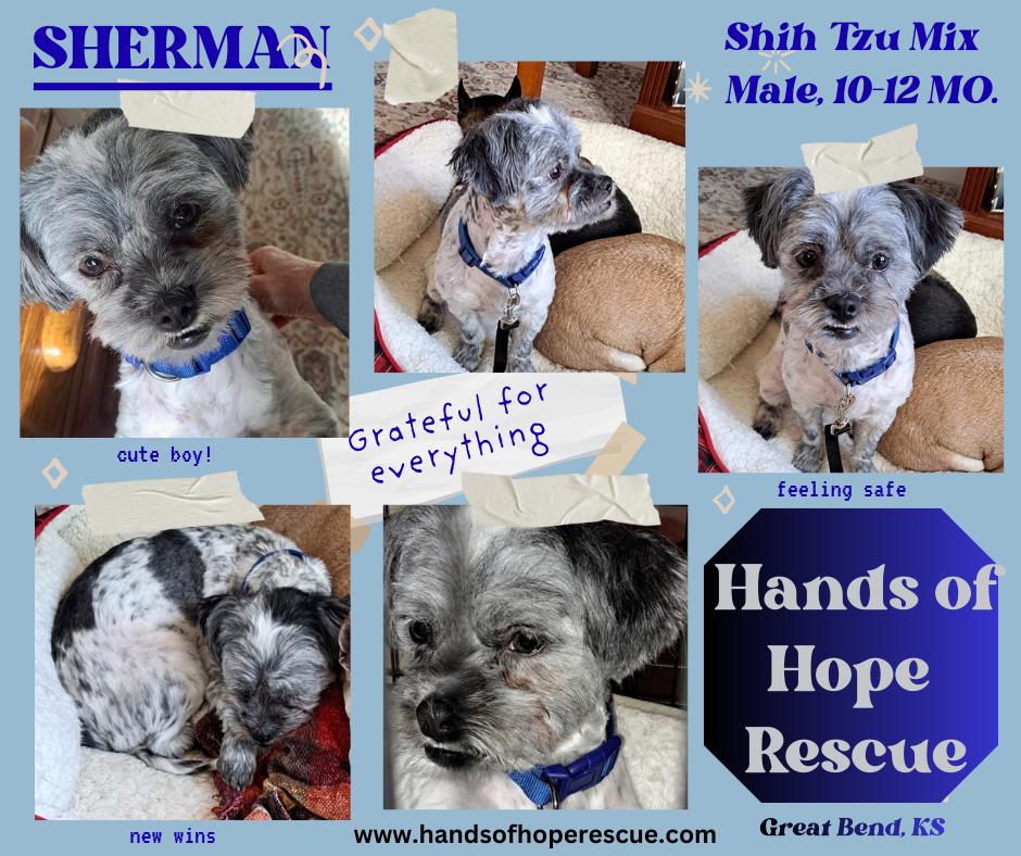 Sherman, adopted, Young Male Shih Tzu.