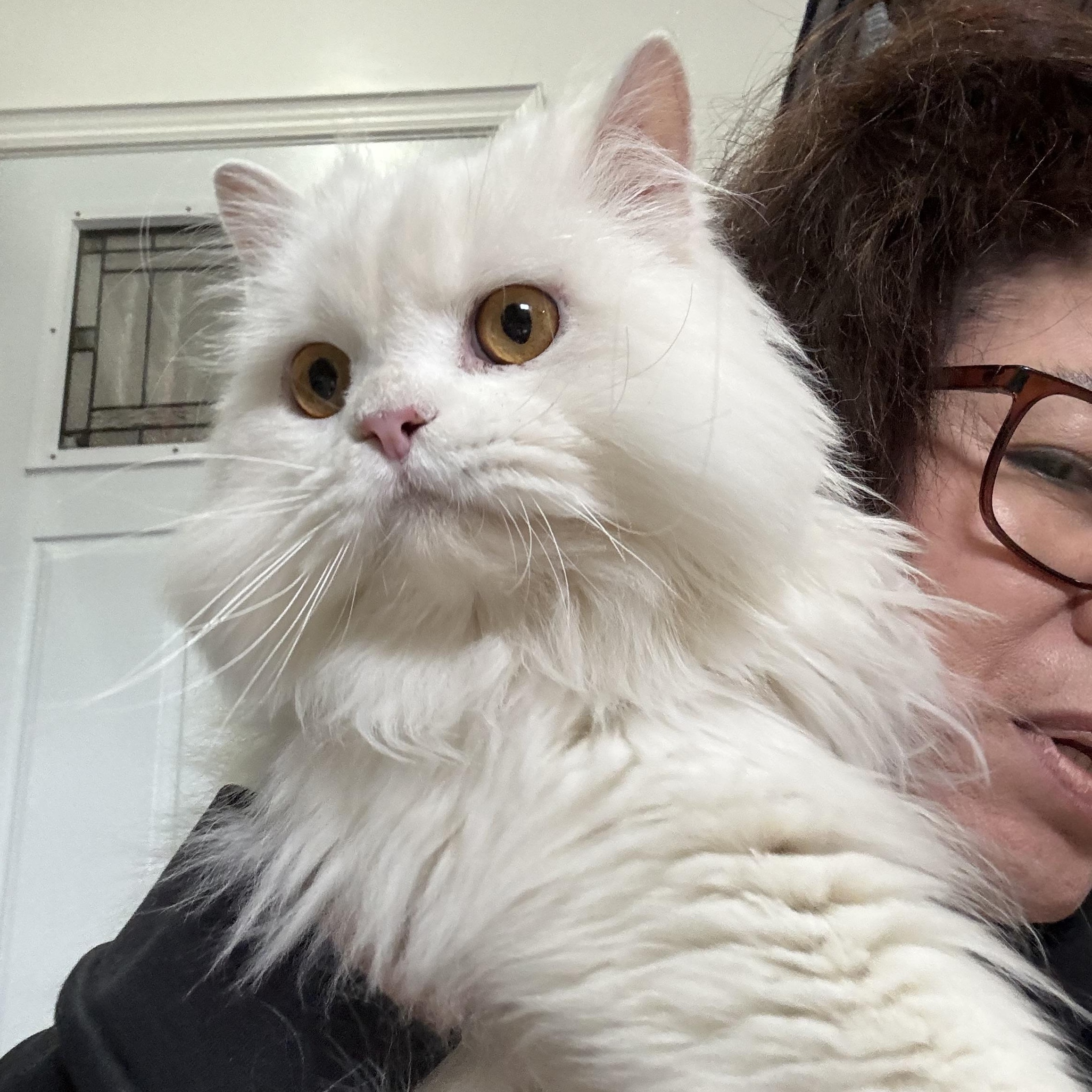 Leo A- Kelli - Lynn Oregan, adopted, Young Male Persian.