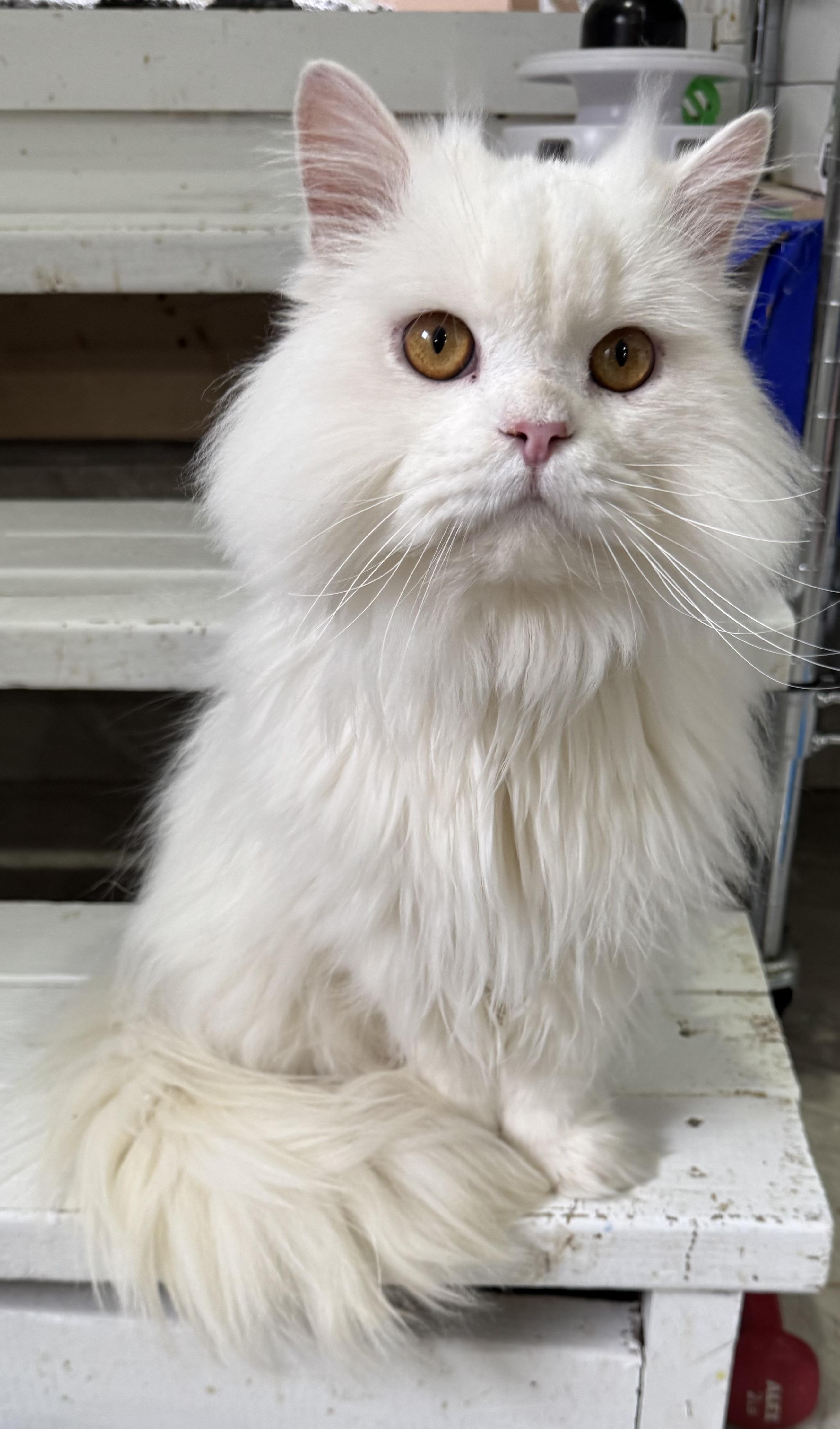 Enlarge Leo A- Kelli - Lynn Oregan, an adopted mixed breed in Brampton, ON image 5/5