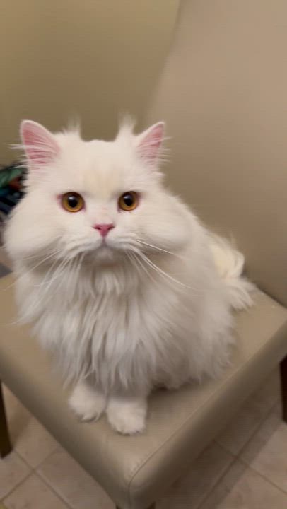 Enlarge Leo A- Kelli - Lynn Oregan, an adopted mixed breed in Brampton, ON video 4/5