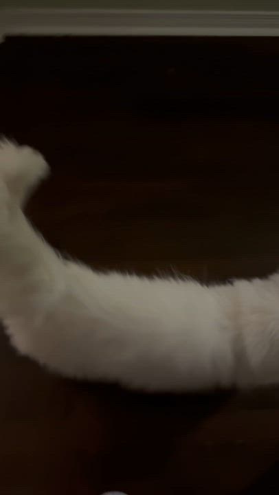 Enlarge Leo A- Kelli - Lynn Oregan, an adopted mixed breed in Brampton, ON video 2/5