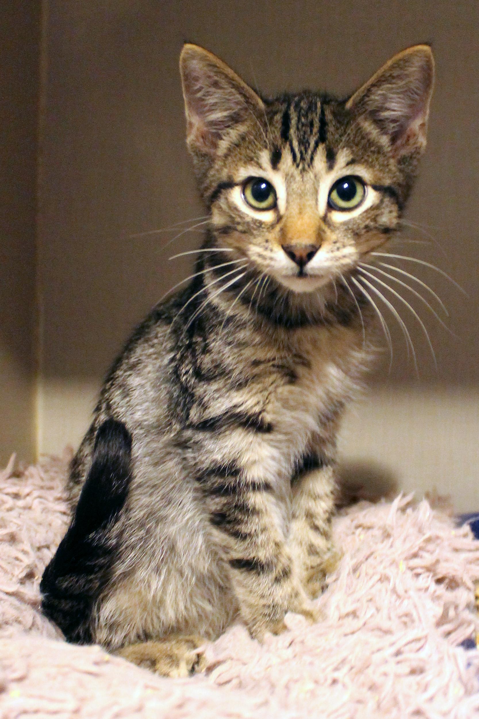 Enlarge Pesto, a Adoptable Domestic Short Hair in Guthrie, OK image 3/4