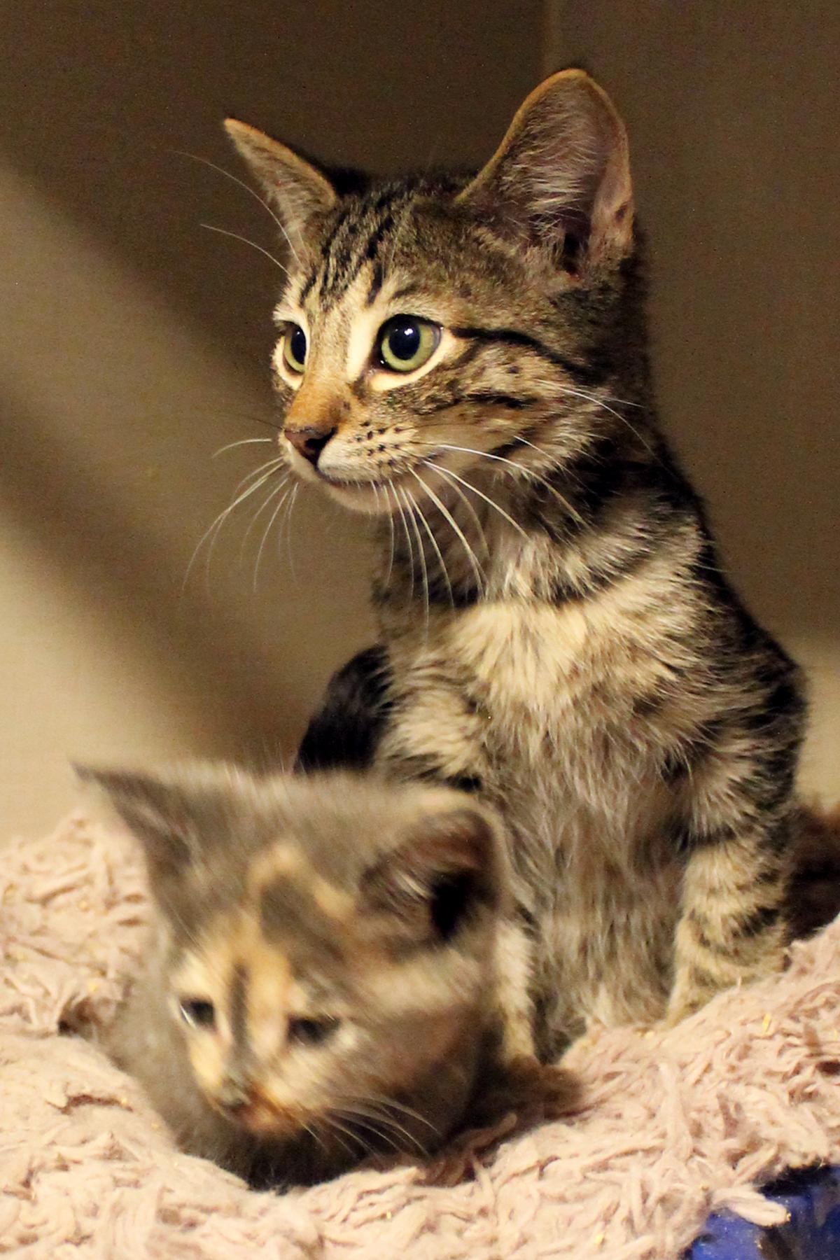 Enlarge Pesto, a Adoptable Domestic Short Hair in Guthrie, OK image 4/4