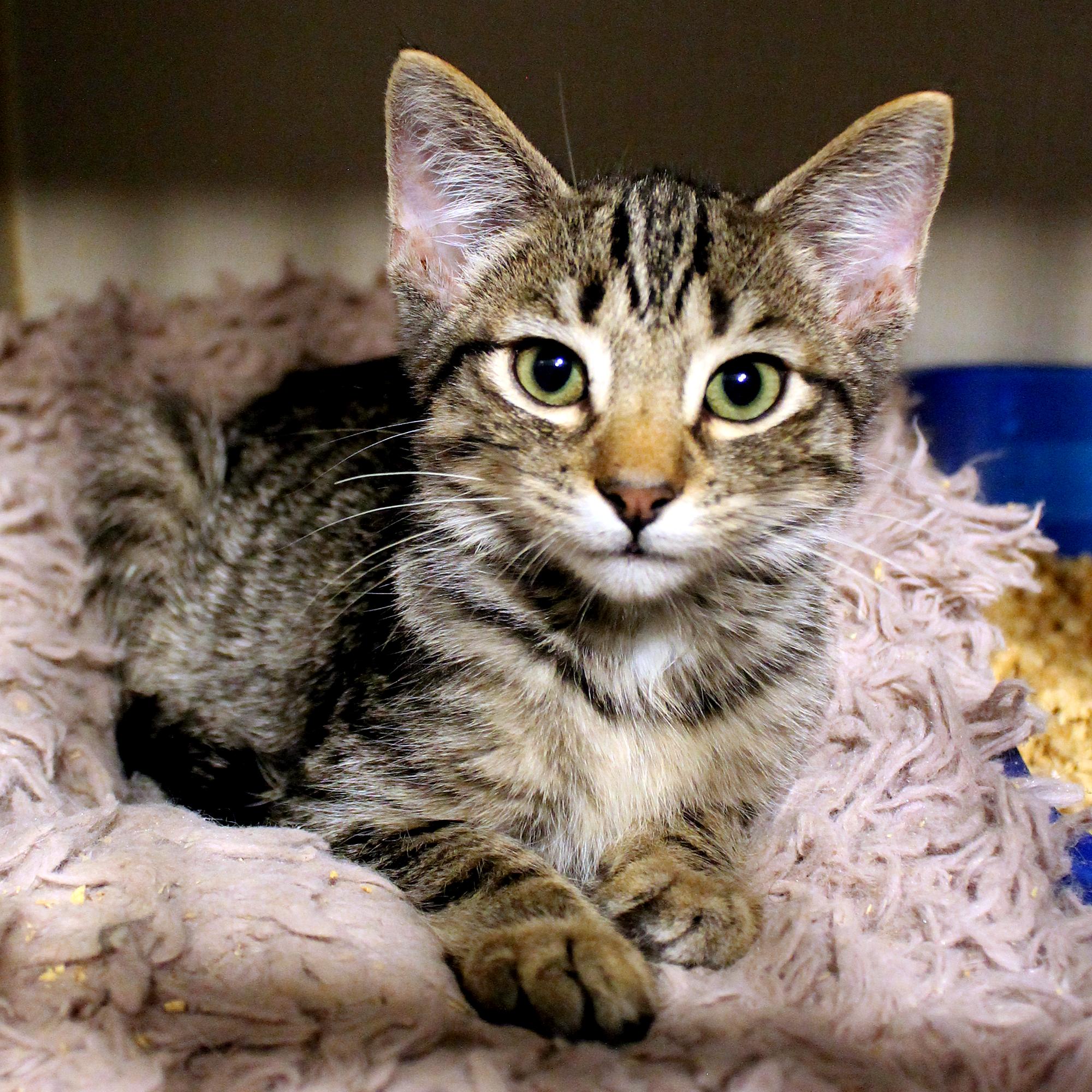 Enlarge Pesto, a Adoptable Domestic Short Hair in Guthrie, OK image 1/4